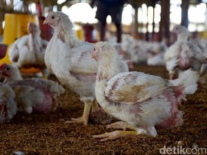 Setelah Setengah Abad, Kok Bisa Ukuran Ayam Membesar Beberapa Kali Lipat?