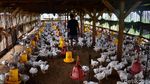 Produksi Ayam Broiler Terus Digenjot