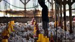Produksi Ayam Broiler Terus Digenjot