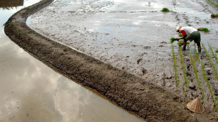 Petani menanam padi di area persawahan Somba Opu, Kabupaten Gowa, Sulawesi Selatan, Senin (7/1/2019). Kementerian Pertanian menargetkan produksi padi pada 2019 mencapai 84 juta ton dengan menitikberatkan pada peningkatan produksi padi lokal dan penambahan luas lahan tanam padi. ANTARA FOTO/Abriawan Abhe/foc.