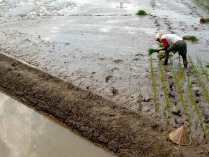 Kementan Bentuk LPM Guna Jaga Ketersediaan Pangan di Perdesaan