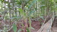 Pemkab Ciamis diharap menindaklanjuti temuan di Pasir Goong. Jika ada penelitian arkeologi maka bisa diungkap sejarahnya dengan ilmiah (Dadang Hermansyah/detikTravel)