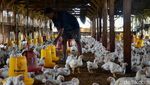 Produksi Ayam Broiler Terus Digenjot