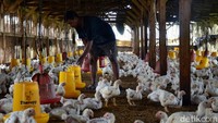 Gabungan Perusahaan Pembibitan Unggas (GPPU) memperkirakan, produksi ayam broiler final stock (FS) pada 2019 berpotensi tumbuh 5 hingga 8 persen dari tahun lalu yang mencapai 3,30 miliar ekor.