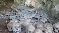 Kepulauan Talaud, Sulawesi Utara punya gua dengan puluhan tengkorak yang rapi. Kepala dibariskan dengan kepala, dan tulang lainnya di sekelilingnya. (Shafa/detikTravel)