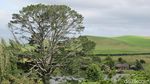 Foto: Ini Dia Desa Hobbiton yang Asli di Selandia Baru
