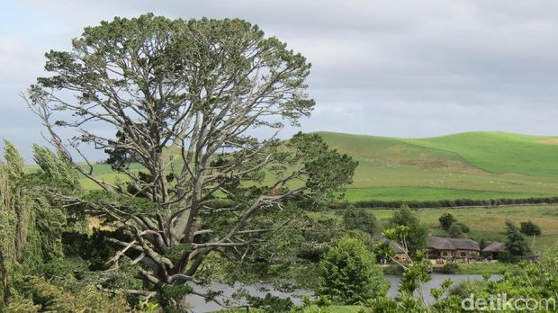 Desa Hobbiton yang Asli di Selandia Baru, Juara Banget!
