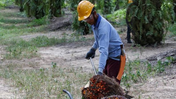 Banjir Sentimen Positif, Harga CPO Meroket