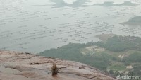 Puncak Lembu merupakan habitat dari monyet liar. Gunung Lembu masih dikelola secara swadaya. Biaya pendaftaran Rp 10.000/pendaki. (Idris/detikTravel)