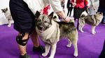 Melihat Kontes Anjing-anjing Lucu di New York
