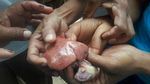Melihat Lebih Dekat Hati Ayam Bertuliskan Angka yang Bikin Geger