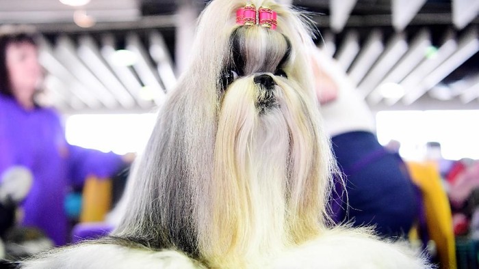 Melihat Kontes Anjing Anjing Lucu Di New York