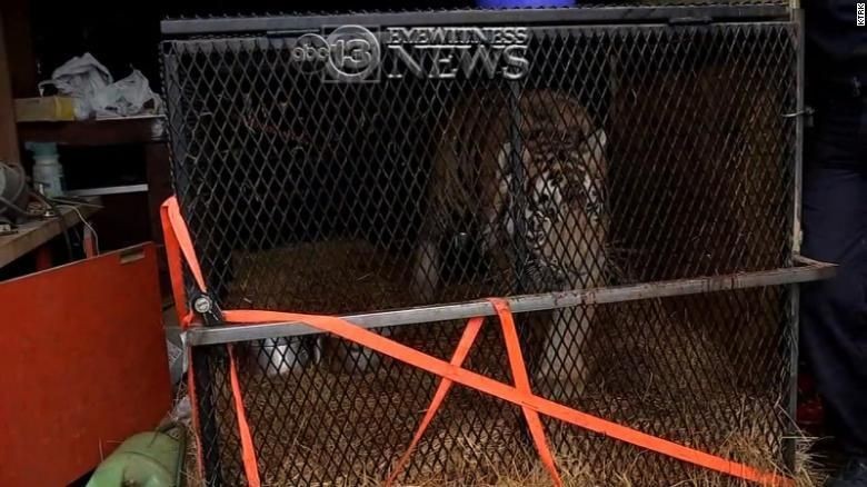 Aneh! Polisi AS Temukan Harimau di Sebuah Rumah Kosong Aneh! Polisi AS Temukan Harimau di Sebuah Rumah Kosong