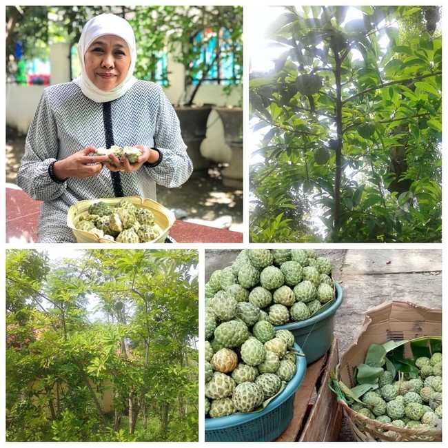 Mengintip 5 Momen Khofifah Cicip Srikaya, Kakao, hingga Timun Suri