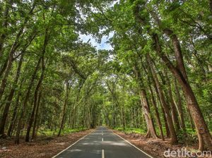 Alas Purwo Banyuwangi, Destinasi Wisata Hutan Tertua dengan Gua Legendaris