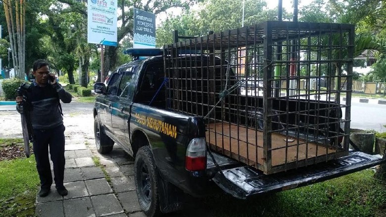 Harimau Masuk ke Permukiman Warga Sijunjung, BKSDA Pasang Perangkap Harimau Masuk ke Permukiman Warga Sijunjung, BKSDA Pasang Perangkap