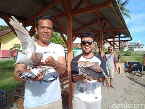 Wow, Burung Merpati Pangandaran Dihargai Ratusan Juta Rupiah