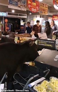 Waduh! Supermarket Ini Dipenuhi Oleh Sapi yang Kelaparan