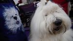 Melihat Kontes Anjing-anjing Lucu di New York