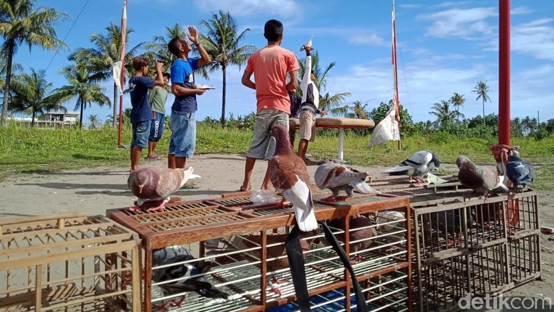 Satu Ekor Seharga Mobil, Merpati Jadi Peliharaan Hit di Pangandaran Satu Ekor Seharga Mobil, Merpati Jadi Peliharaan Hit di Pangandaran