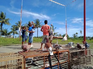 Hobi Merpati di Pangandaran, Raih Prestasi hingga Membeli Mobil
