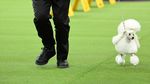 Melihat Kontes Anjing-anjing Lucu di New York