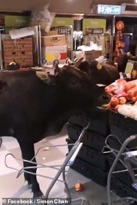 Waduh! Supermarket Ini Dipenuhi Oleh Sapi yang Kelaparan