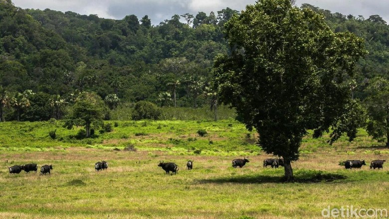 Taman Nasional Alas Purwo di Banyuwangi (Ardian Fanani/detikTravel) Taman Nasional Alas Purwo di Banyuwangi (Ardian Fanani/detikTravel)