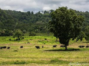 Taman Nasional Alas Purwo Eksotis Banget Ya!