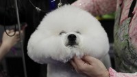 Westminster Kennel Club Dog Show menjadi kontes anjing paling ditunggu oleh pecinta satwa berkaki empat tersebut. Kontes itu menampilkan deretan anjing lucu nan menggemaskan. Shannon Stapleton/Reuters.
