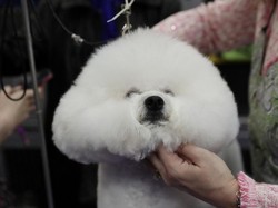 30 Nama Anjing yang Lucu beserta Artinya