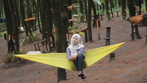 Wisata Hutan Pinus Semeru