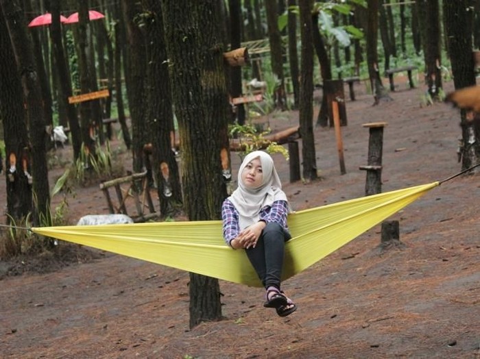 Wisata Hutan Pinus Semeru