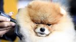 Melihat Kontes Anjing-anjing Lucu di New York