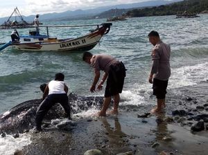 Bangkai Hiu Terdampar di Palabuhanratu Sukabumi