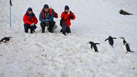 Turis bisa melihat dan memotret penguin lebih dekat (iStock)