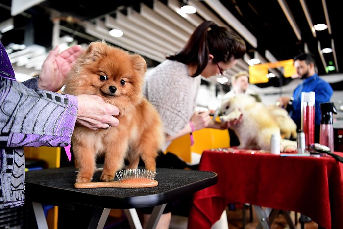Kontes anjing tahunan yang berlangsung di New York, AS, kembali digelar. Yuk lihat deretan anjing-anjing lucu yang ikut serta dalam perlombaan tersebut.