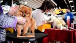 Melihat Kontes Anjing-anjing Lucu di New York