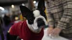 Melihat Kontes Anjing-anjing Lucu di New York