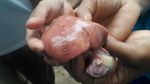 Melihat Lebih Dekat Hati Ayam Bertuliskan Angka yang Bikin Geger