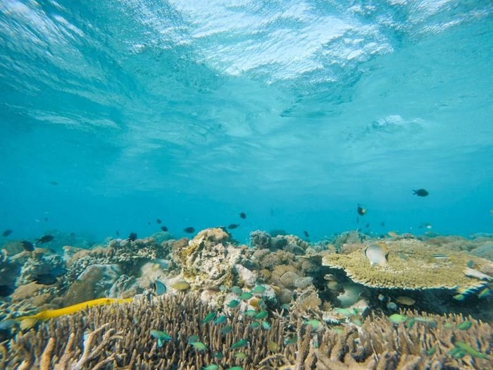 pulau di tn komodo