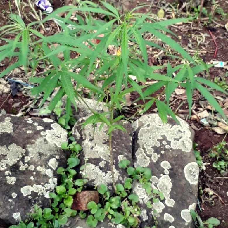 Heboh Tanaman Ganja Muncul di Makam Tua Sukabumi Heboh Tanaman Ganja Muncul di Makam Tua Sukabumi