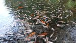 Foto: Adem, Main di Kolam Ikan Alami di Salatiga