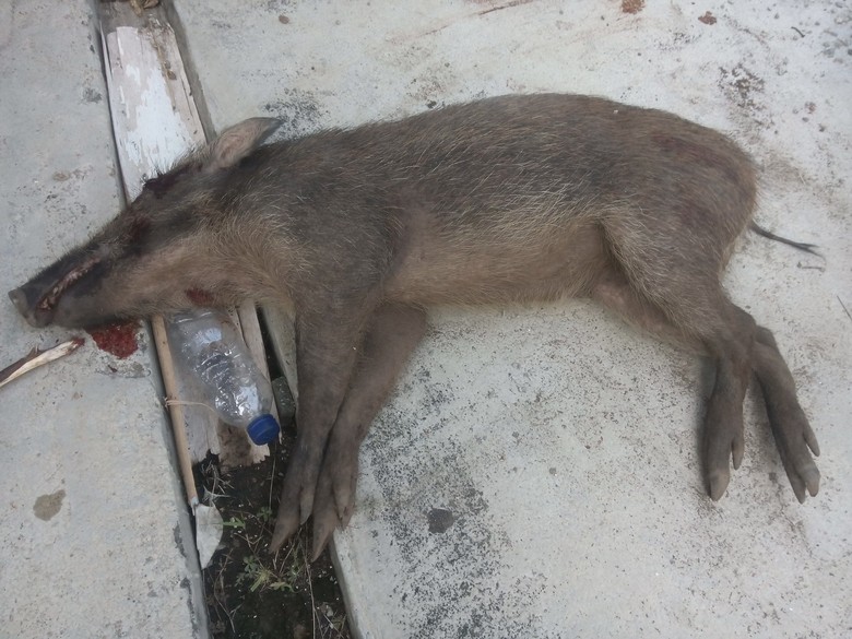 Disangka Siluman, Babi di Pangandaran Diburu Warga Sekampung Disangka Siluman, Babi di Pangandaran Diburu Warga Sekampung