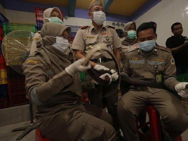Ratusan Ular Hidup Diekspor ke China, di Sana Jadi Makanan Mewah Ratusan Ular Hidup Diekspor ke China, di Sana Jadi Makanan Mewah