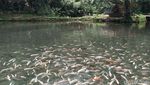 Foto: Adem, Main di Kolam Ikan Alami di Salatiga