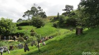 Semua cerobong asap di rumah Hobbit berfungsi, karena untuk kebutuhan syuting. Namun rumah-rumah ini tidak ada interiornya, hanya fasadnya saja (Fitraya/detikTravel)