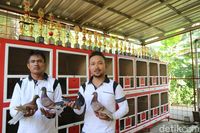Hobi Merpati di Pangandaran, Bisa Beli Mobil hingga Gaji Pegawai