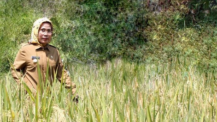 Foto: Pemkab Serang Foto: Pemkab Serang