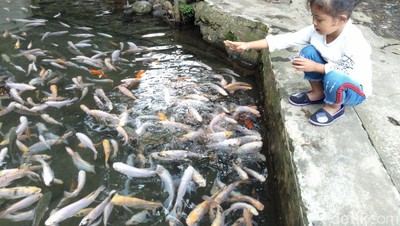 Foto: Adem, Main di Kolam Ikan Alami di Salatiga